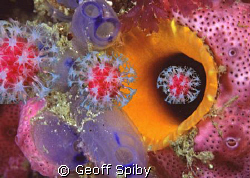 coral making machine by Geoff Spiby 